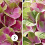 Hydrangea macrophylla 'Magical Amethyst'
